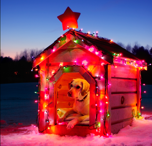christmas_dog_house.png